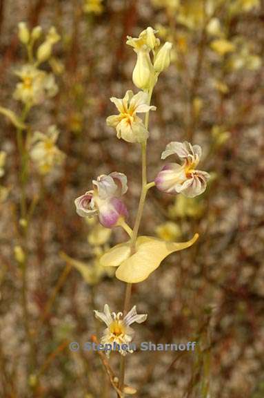 streptanthus diversifolius 2 graphic